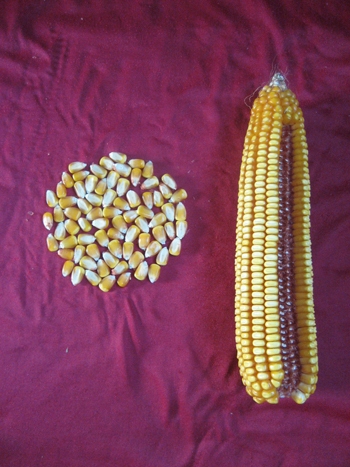 铁研28玉米种子图片